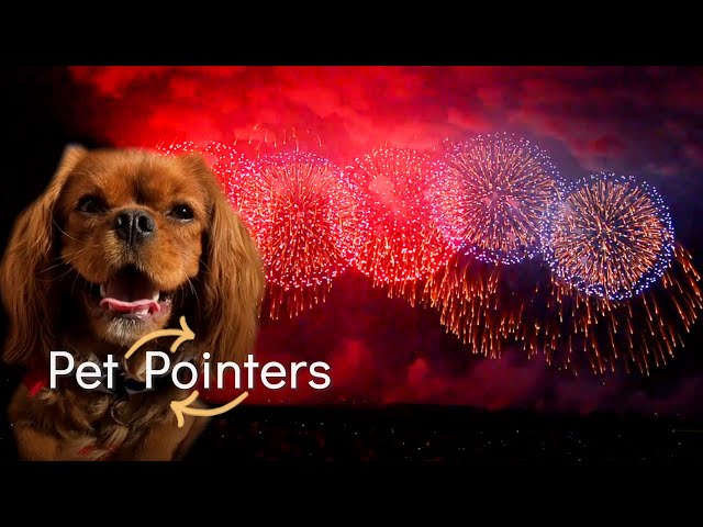 Fireworks Safety | Pet Pointers