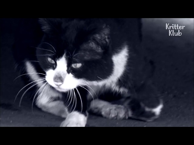 Injured Cat Lives In A Home Full Of Broken Glass | Kritter Klub