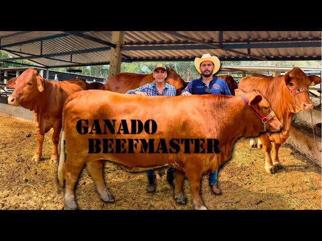 Rancho de Ganado BEEFMASTER el mejor negocio por su rusticidad y adaptabilidad | Caballos Frisón