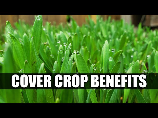 Benefits Of A Cover Crop - Garden Quickie Episode 58