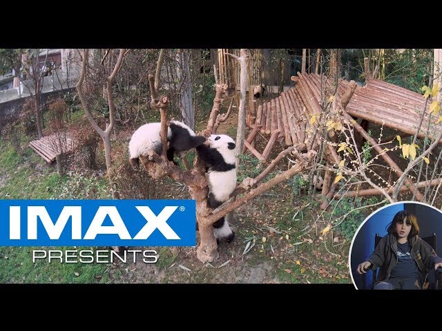 IMAX® Presents: 4th Graders Explain the Plot of PANDAS