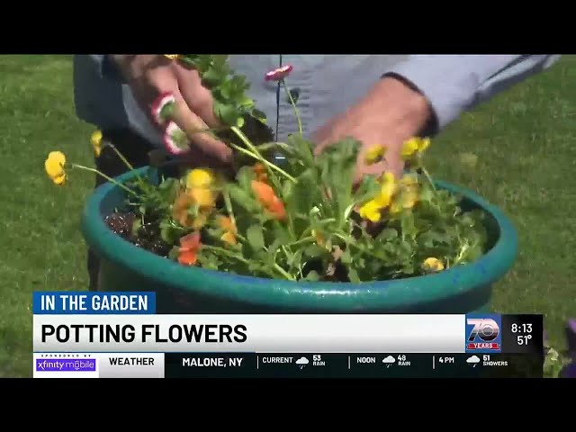 In the Garden: Pruning Flowers