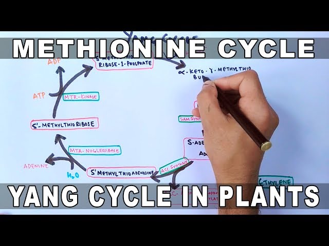 Methionine Cycle or Yang Cycle in Plants
