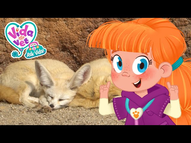 The Fennec Fox's Incredible Ears ✨💖  Ask Vida 🩺 Full Episode 🦊 Learn about Animals 👂 New Show