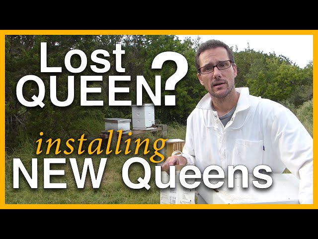 Beginning Beekeeping: Lost Queen? New Queens - GSB S1 E5