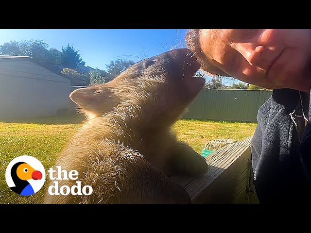 Cuddly Wombat Is Obsessed With His Stuffed Animals | The Dodo Wild Hearts