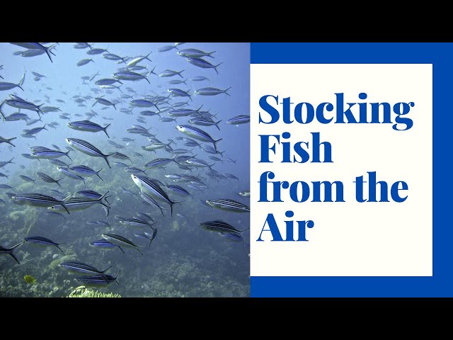 Extreme Fish Stocking: Repopulating Lakes by Air