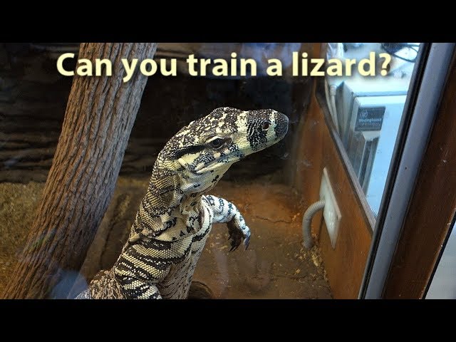 Can you train a lizard?