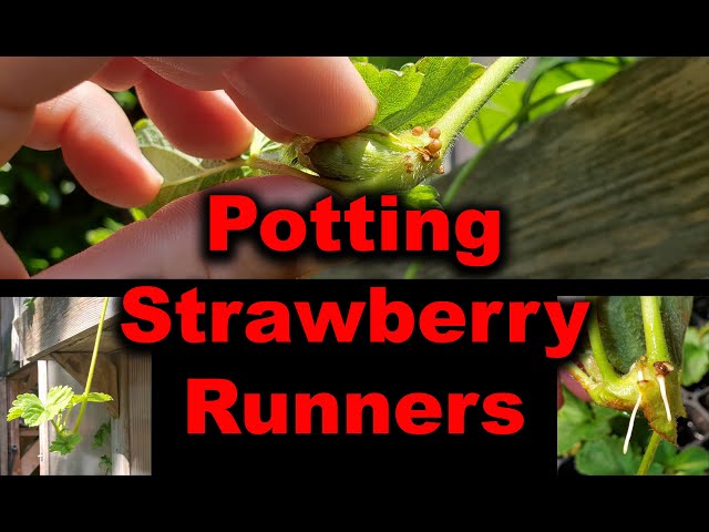 Planting Strawberry Runners, Tips and Strategies In 2020