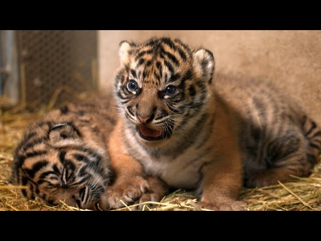 Check-up day for two rare Sumatran tiger cubs born in a French zoo | AFP