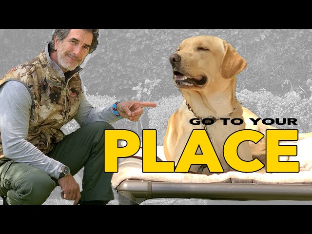 Teach Your DOG The PLACE Command - Go To Your Place - Robert Cabral Dog Training Video