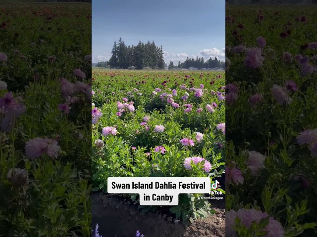 Swan Island Dahlia Festival in Canby