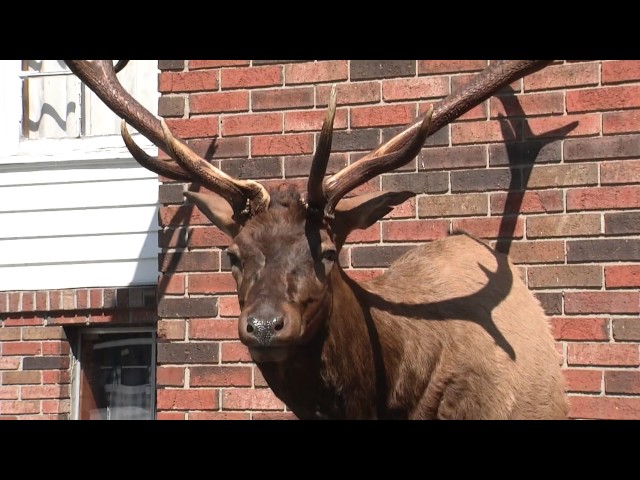 Kentucky Has A New State Record Bull Elk