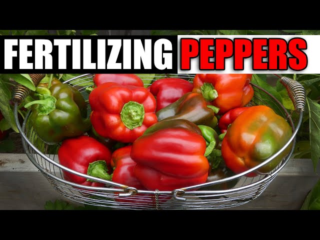 Fertilizing Your Pepper Plants - The Complete Guide