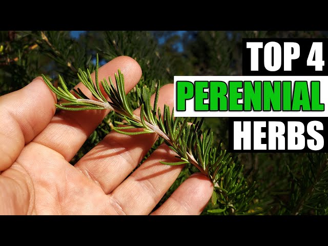 Top 4 Perennial Herbs - Garden Quickie Episode 96