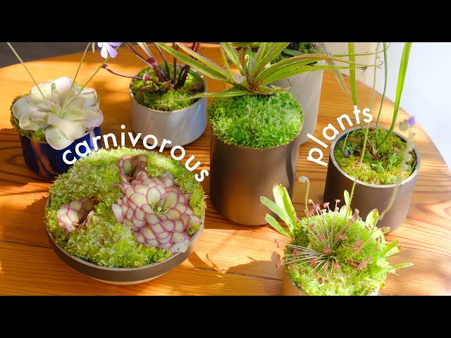 Carnivorous Plants | tour and care, unique houseplants for your collection