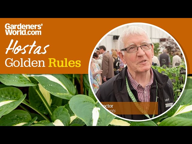 Caring for hostas - Golden Rules