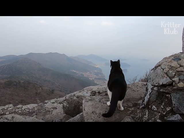 Cat Lives For The Crazy View On This Mountaintop | Kritter Klub