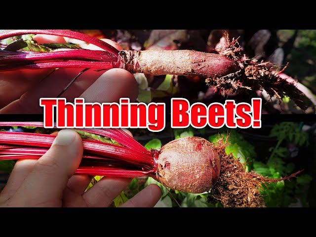 How To Thin Your Beets - Garden Quickie Episode 23