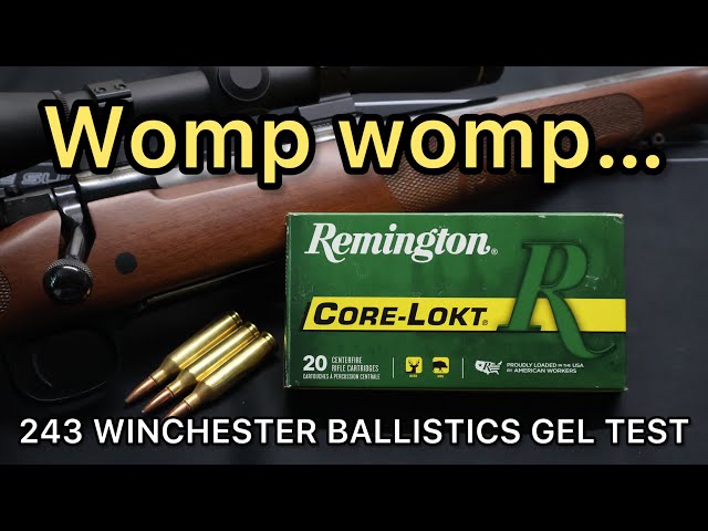 DISAPPOINTING 243 Winchester Remington 100gr Corelokt Ballistics Gel Ammo Test
