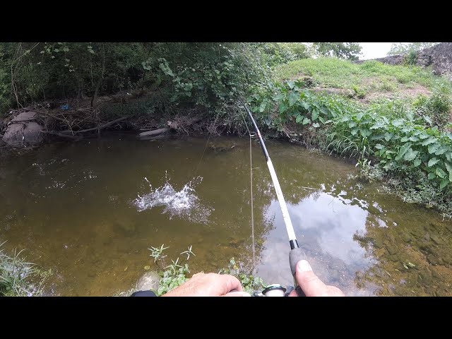 Small Creek Fishing for Bass! New Creek, What Lives Here? San Antonio River Fishing