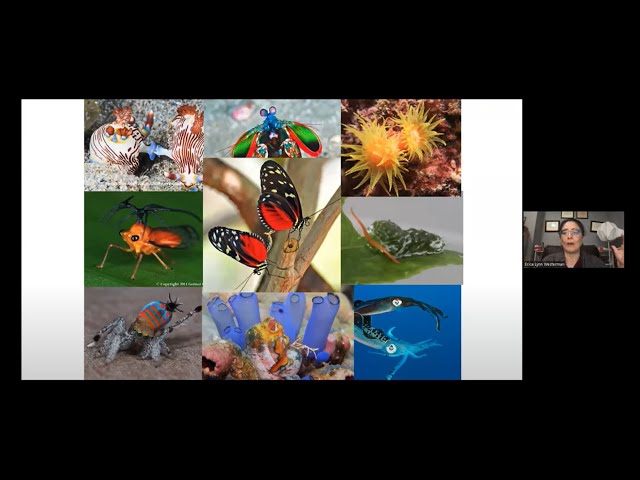 Prof Erica Westerman on "Mechanisms of visual diversity: from evolutionary processes to ... "