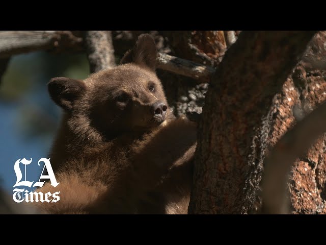 The "bear whisperer" of the eastern Sierra