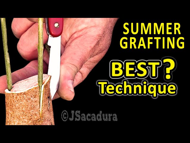 EARLY SUMMER GRAFTING | BEST GRAFTING TECHNIQUE for OLIVE TREES with RESULTS