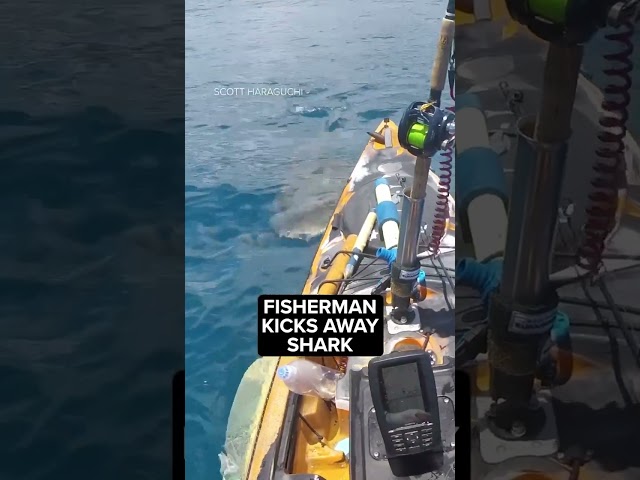 Fisherman kicks shark away from kayak
