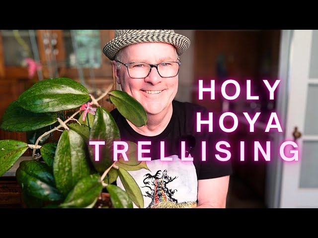 Trellising challenges, cool repots, and more great Hoya!