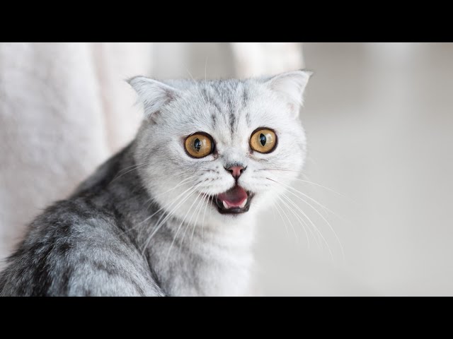 Funny Video with Cats And Dogs😂😻 Cute Animals video 2024