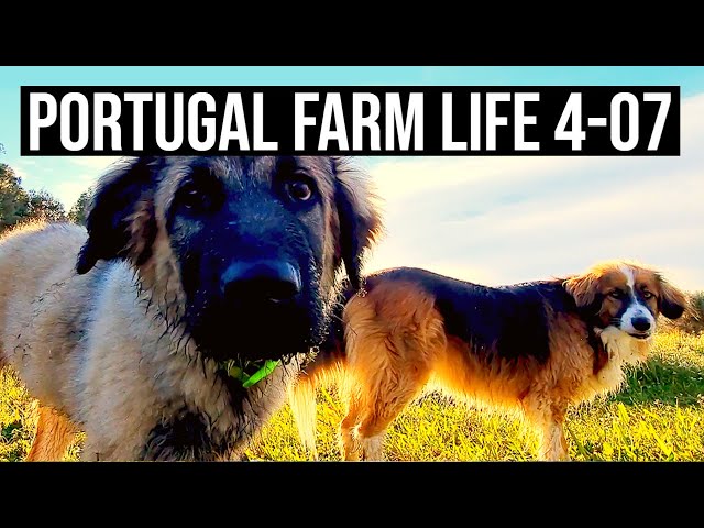 Farms, Friends & Family | PORTUGAL FARM LIFE S4-E07 ✈❤