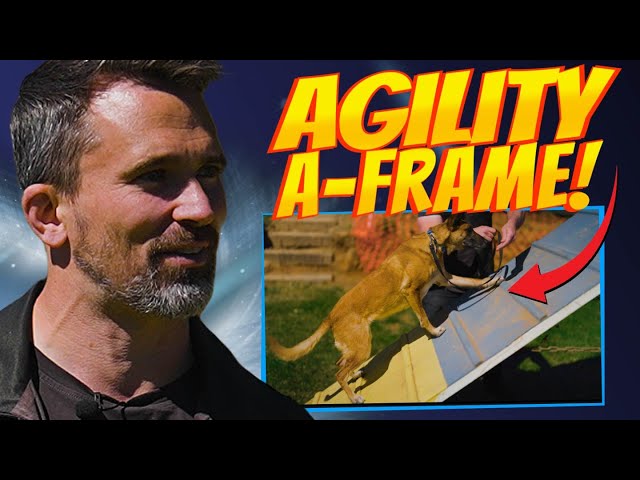 EASY A-Frame Agility Training for Dogs!