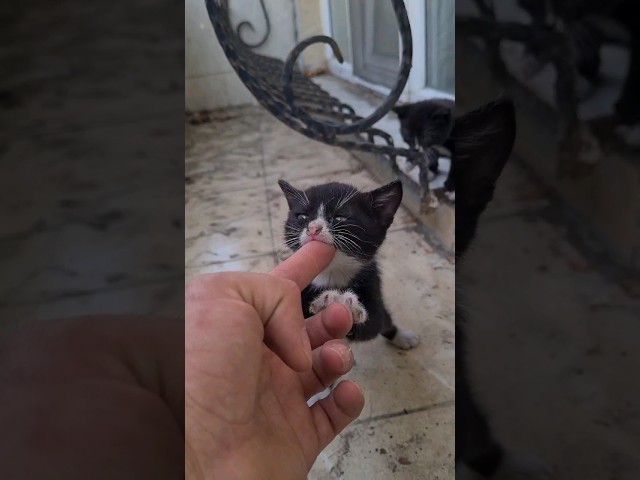 Little Warrior Kitten Bites my Finger.