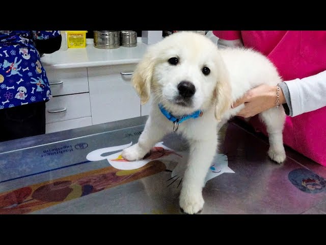 Puppy's First Visit to the Vet. Golden Retriever Puppy The First Time At Doctor!