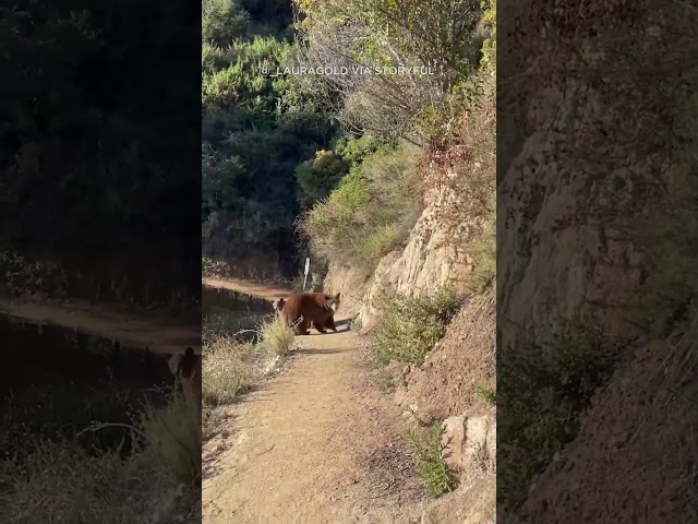 Runner faces off with bears on hiking trail