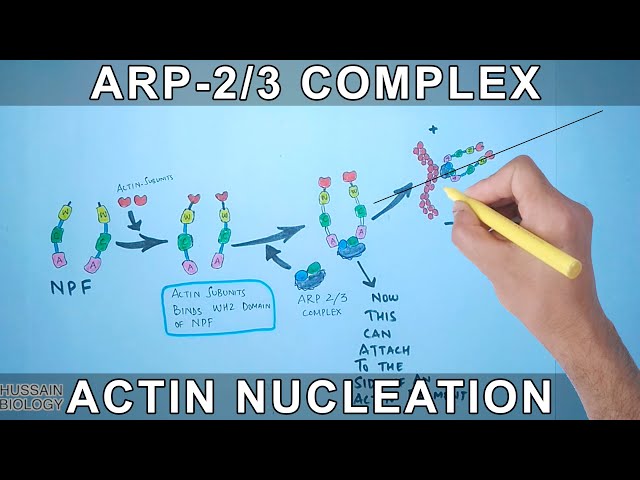 Actin Nucleation by Arp-2/3 Complex