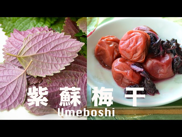 How to Make Umeboshi at Home【Reduced salt】No artificial coloring