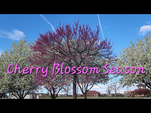Cherry Blossom en Colorado 🌸🌸🌸😍😍😍 (disfrutando la belleza de la primavera)🌸😍