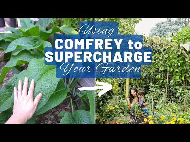 Growing and using comfrey - a free fertiliser to supercharge your garden | Permaculture food forest