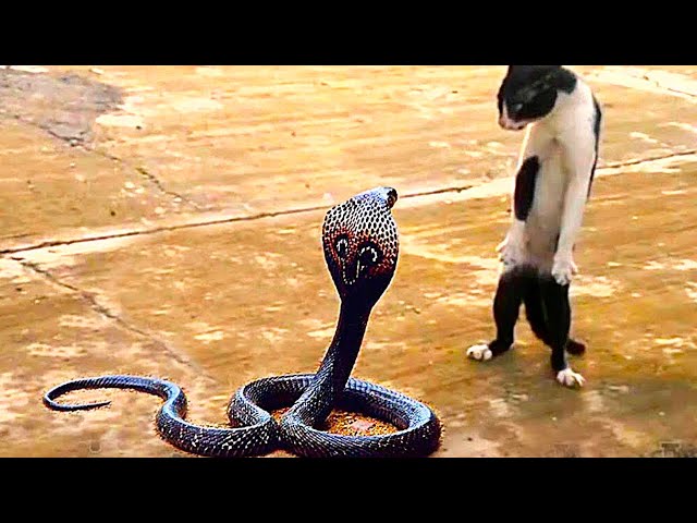 15 Times Snakes Messed With The Wrong Opponent