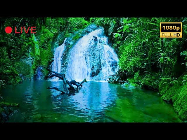 Nature Sounds 4K 🌿 Relaxing River Sounds, Beautiful Forest Sound, Peaceful Birds Chirping, Natural