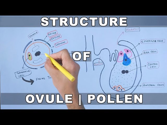 Structure of Ovule and Pollen