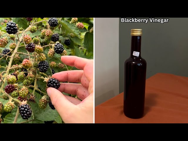 Blackberry Vinegar Recipe