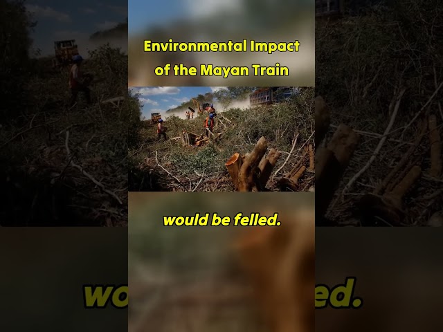 The Maya Train: Environmental Impact #mexico #railway