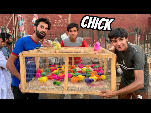 Colour Full Chicks 🐥 Ke Sari Property Khareed Le 😍