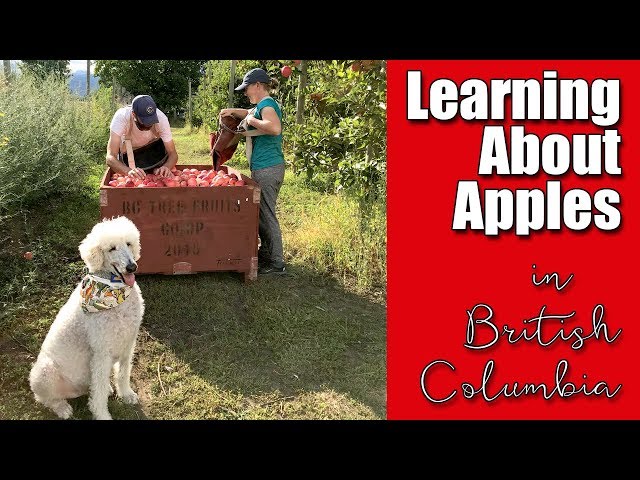 Learning About Apples