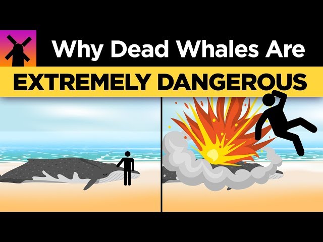 Why You Shouldn't Ever Touch a Dead Whale