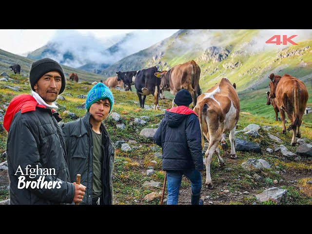 Afghan Shepherd Brothers in the Highland | Documentary ▫️4K▫️