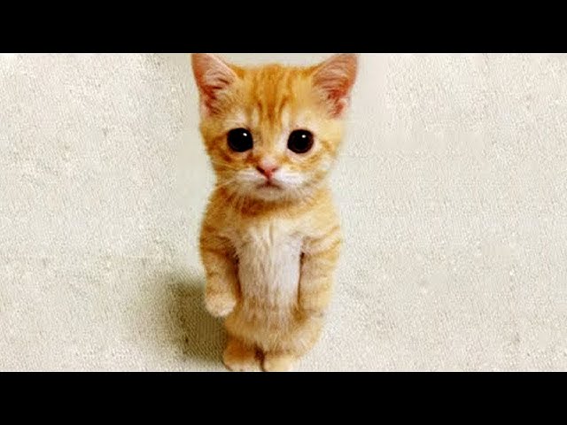 Funny Animals Compilation 2020 - Cutest Animals Ever